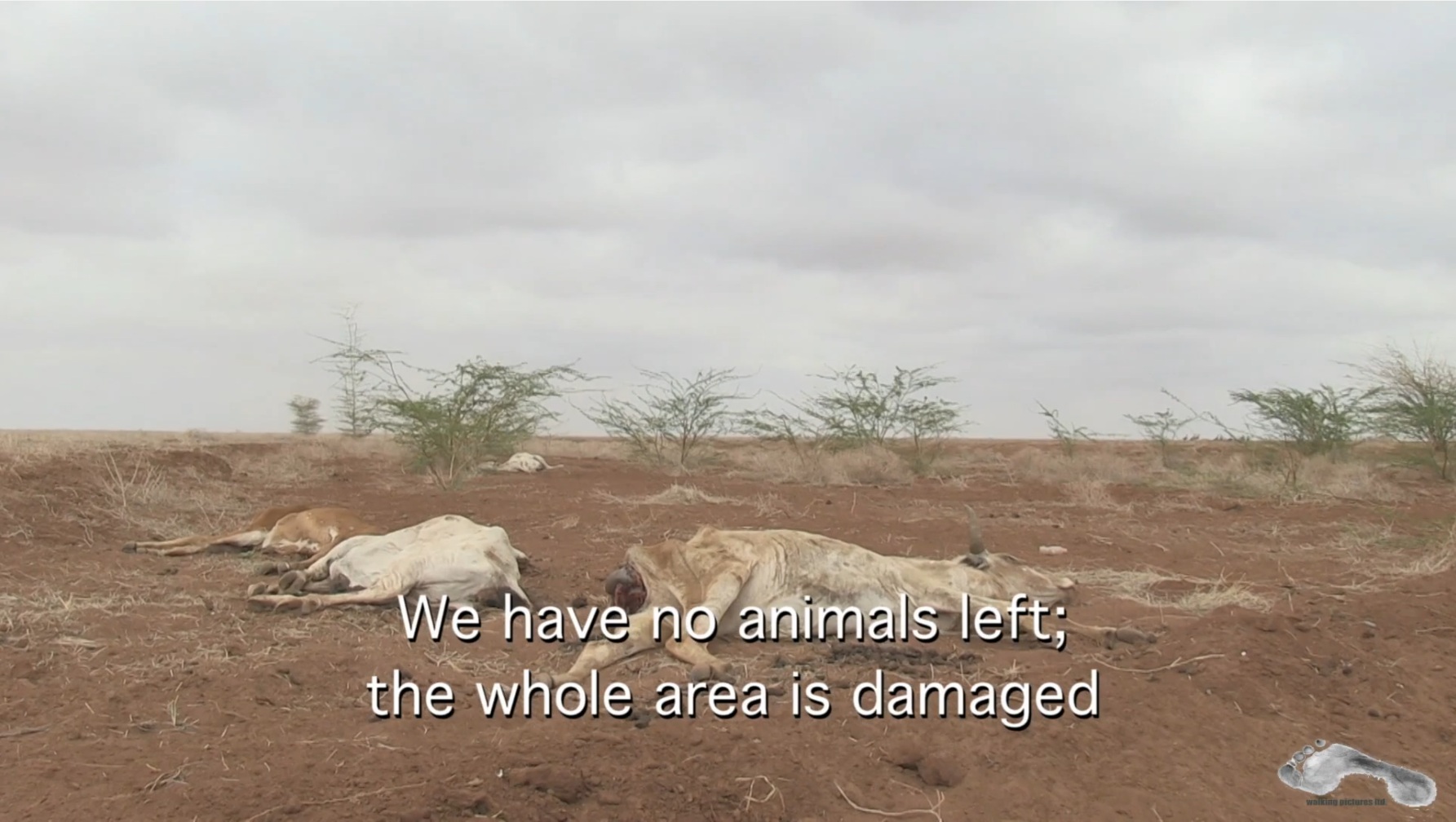 cattle dead from drought due to climate change